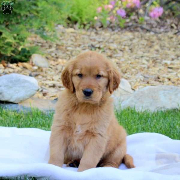 Rosie, Golden Retriever Puppy