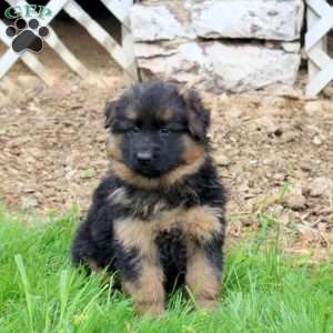 Rosie, German Shepherd Puppy