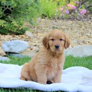 Rosie, Golden Retriever Puppy
