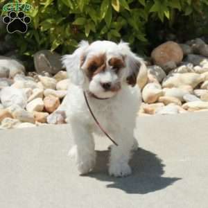 Rosie, Cavapoo Puppy