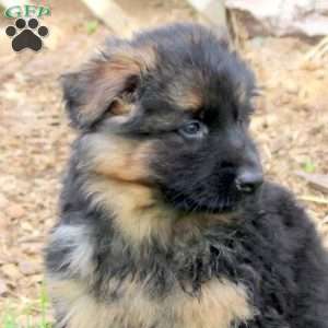 Rosie, German Shepherd Puppy