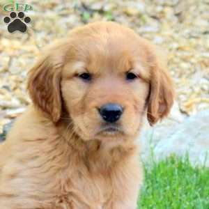 Rosie, Golden Retriever Puppy