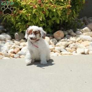 Rosie, Cavapoo Puppy
