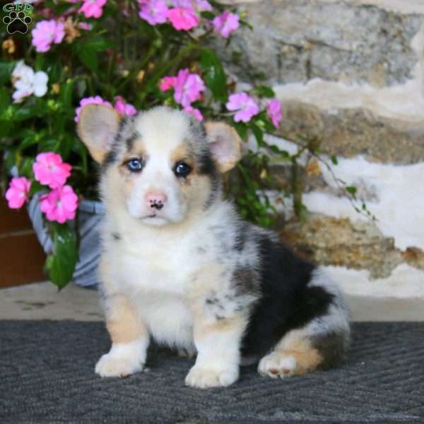 Ross, Pembroke Welsh Corgi Puppy