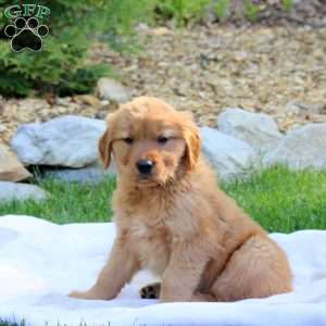 Rover, Golden Retriever Puppy