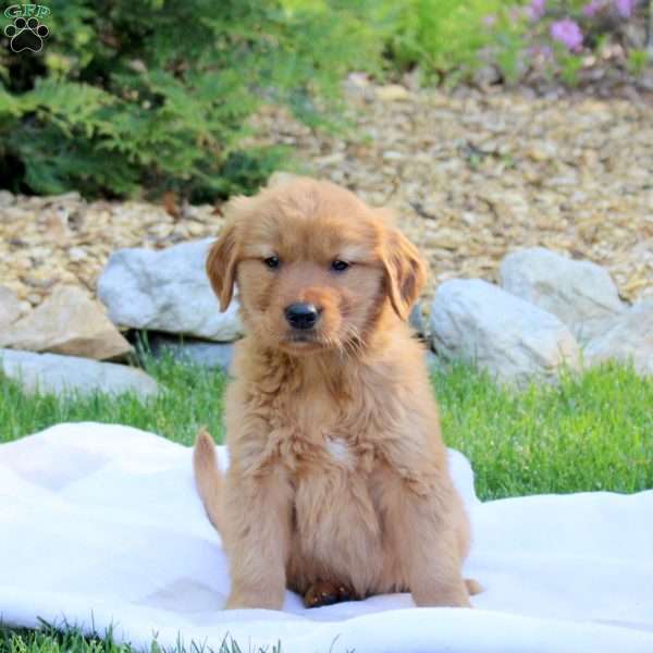 Rover, Golden Retriever Puppy
