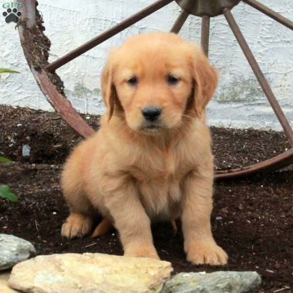 Rover, Golden Retriever Puppy
