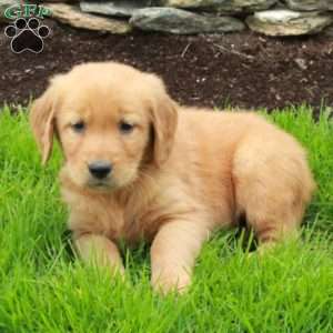 Rover, Golden Retriever Puppy