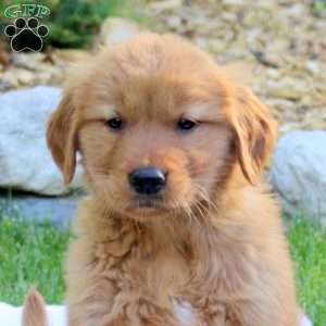 Rover, Golden Retriever Puppy