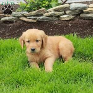 Rover, Golden Retriever Puppy