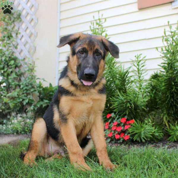 Rowan, German Shepherd Puppy