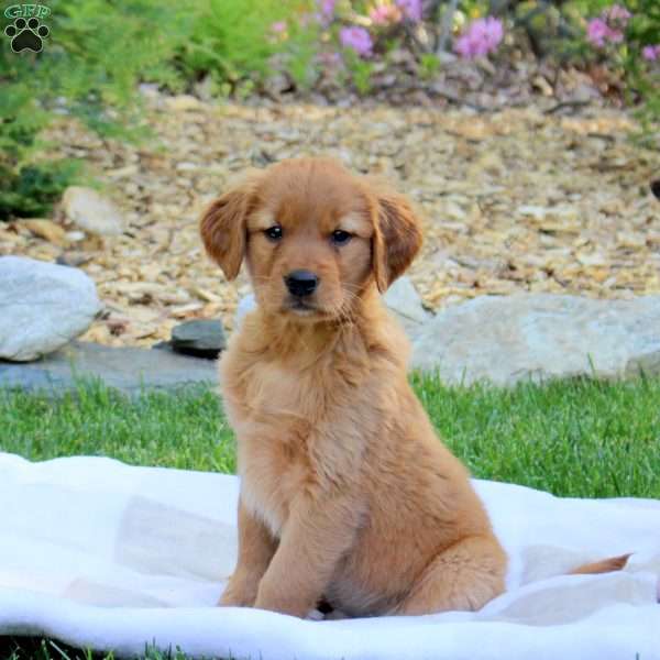 Rowdy, Golden Retriever Puppy