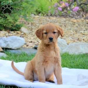 Rowdy, Golden Retriever Puppy