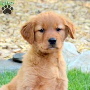 Rowdy, Golden Retriever Puppy