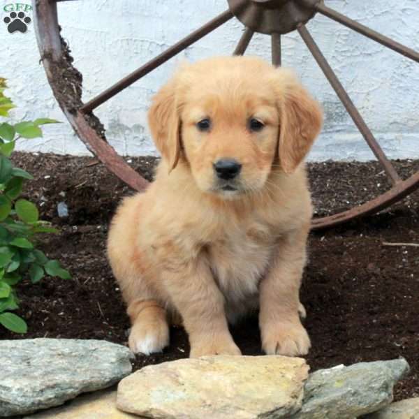 Roxie, Golden Retriever Puppy