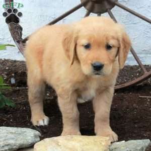 Roxie, Golden Retriever Puppy