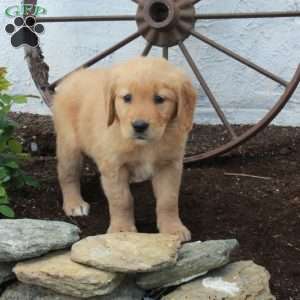 Roxie, Golden Retriever Puppy