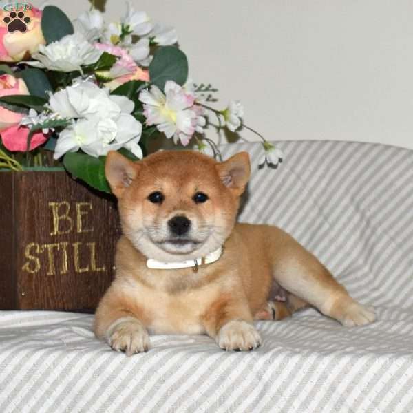 Roxy, Shiba Inu Puppy