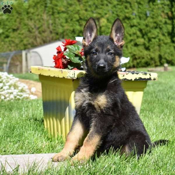 Roxy, German Shepherd Puppy