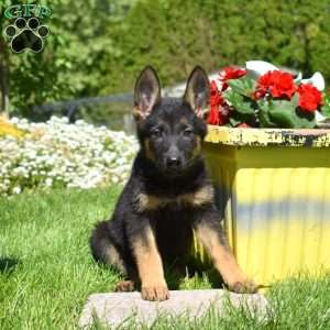 Roxy, German Shepherd Puppy