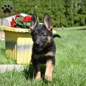 Roxy, German Shepherd Puppy