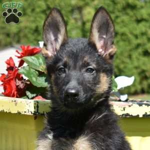 Roxy, German Shepherd Puppy