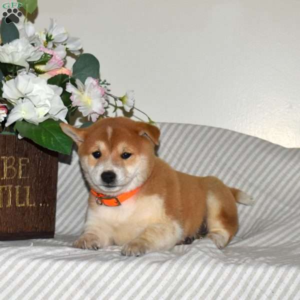 Rubble, Shiba Inu Puppy