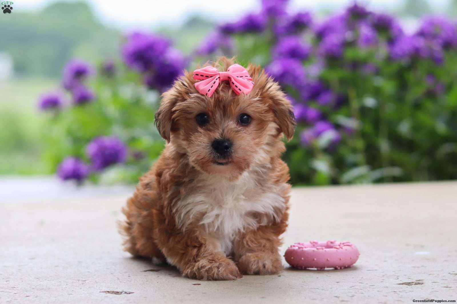 Ruby - Yorkie Poo Puppy For Sale in Ohio