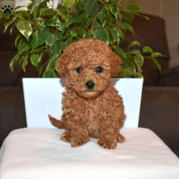 Ruby, Toy Poodle Puppy