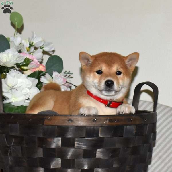Ruby, Shiba Inu Puppy