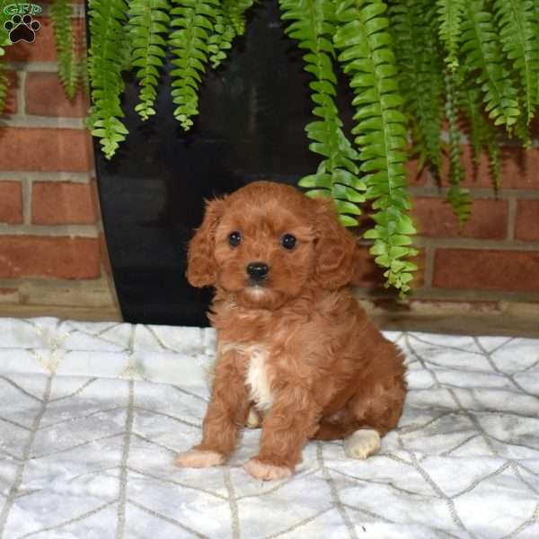 Ruby, Cavapoo Puppy