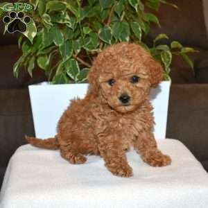 Ruby, Toy Poodle Puppy