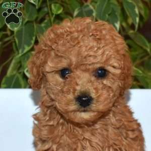 Ruby, Toy Poodle Puppy