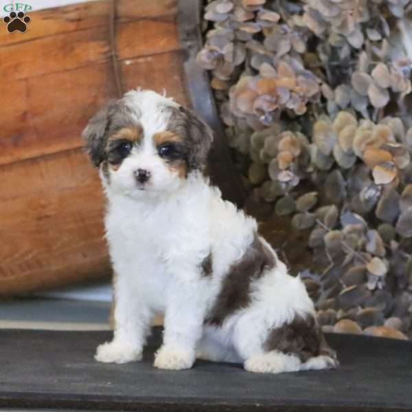 Ruby, Miniature Poodle Mix Puppy