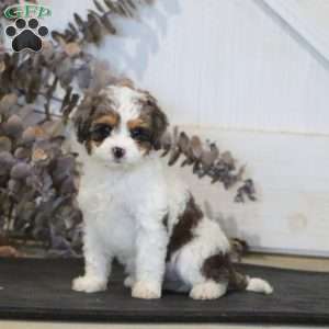 Ruby, Miniature Poodle Mix Puppy