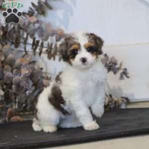 Ruby, Miniature Poodle Mix Puppy