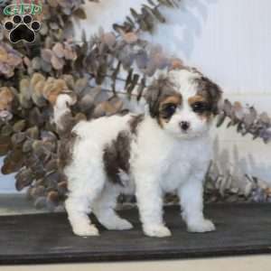 Ruby, Miniature Poodle Mix Puppy