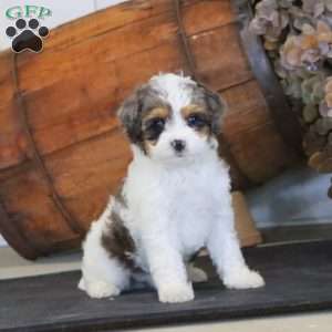Ruby, Miniature Poodle Mix Puppy