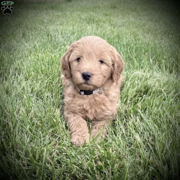 Ruby, Mini Goldendoodle Puppy