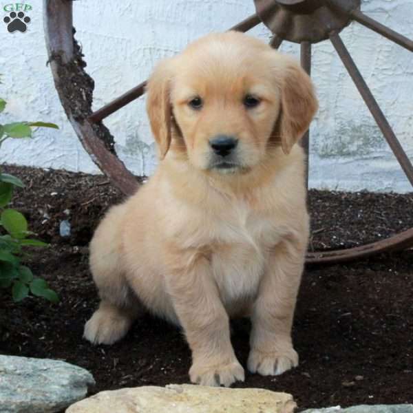 Rue, Golden Retriever Puppy