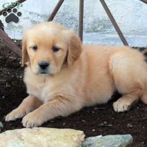 Rue, Golden Retriever Puppy