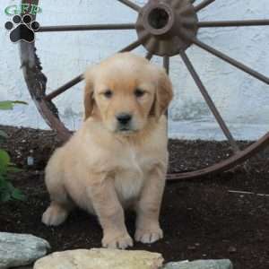 Rue, Golden Retriever Puppy