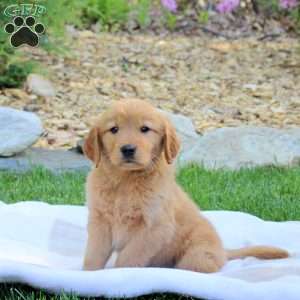 Rufus, Golden Retriever Puppy