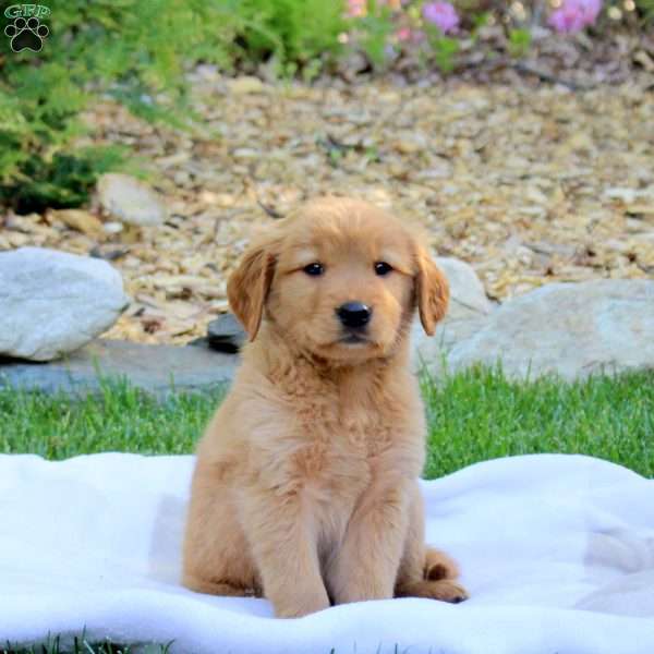 Rufus, Golden Retriever Puppy