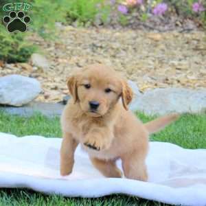 Rufus, Golden Retriever Puppy