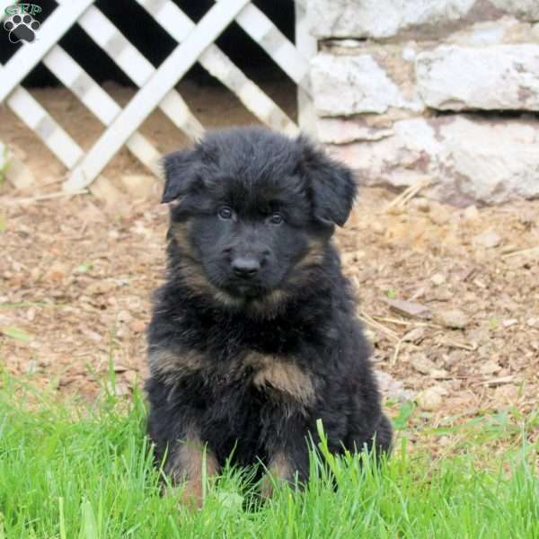Ruger, German Shepherd Puppy