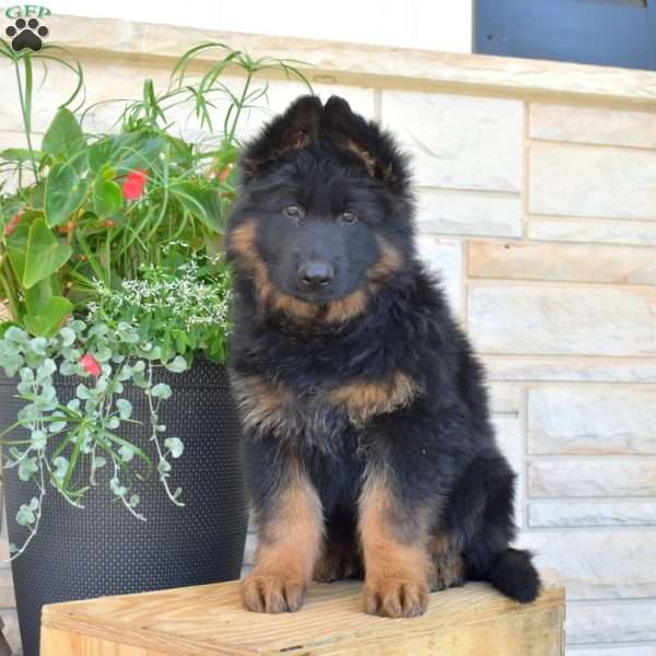 Ruger, German Shepherd Puppy