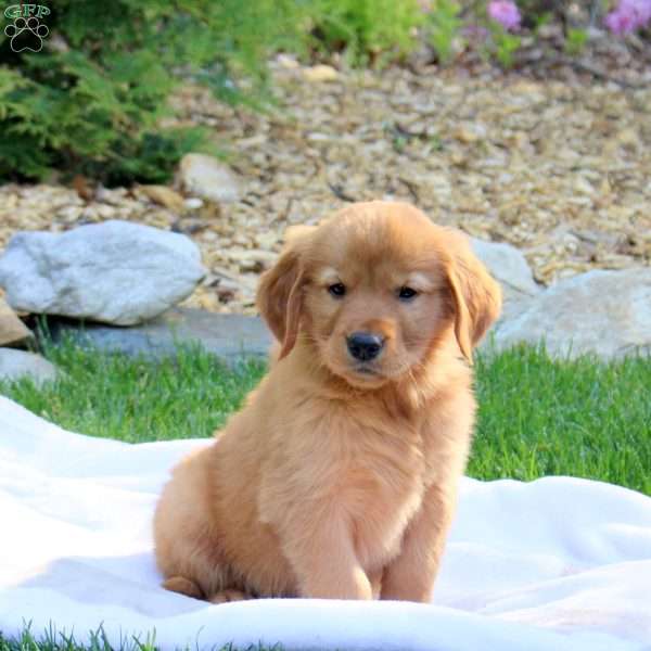 Ruger, Golden Retriever Puppy