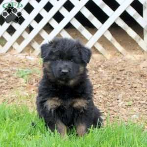 Ruger, German Shepherd Puppy