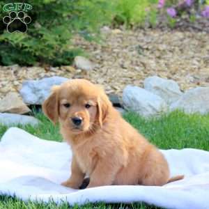 Ruger, Golden Retriever Puppy